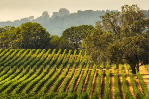 A scenic picture of a winery in napa, ca